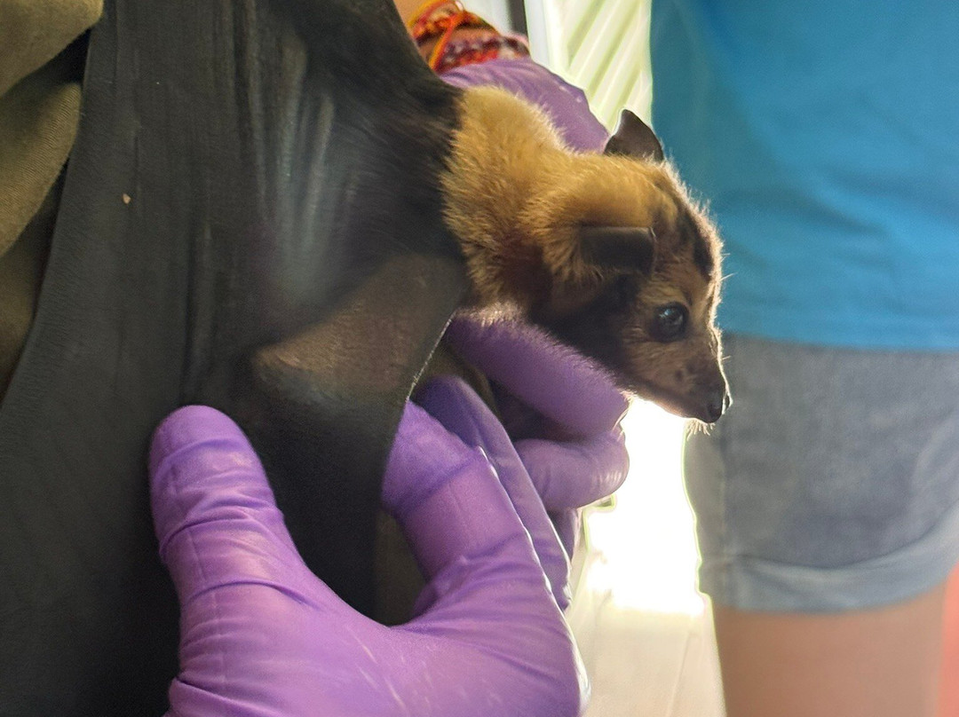 The Bat Hospital Visitor Centre- 阿瑟顿必去景点