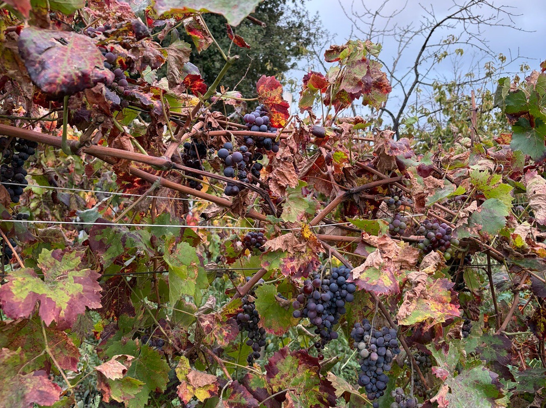 Borgo San Nicolao主图