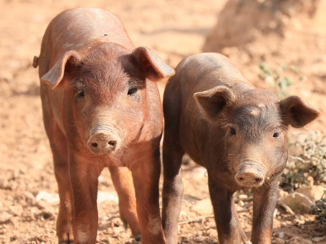 Academia Pradoventura-Prado del Rey必去景点