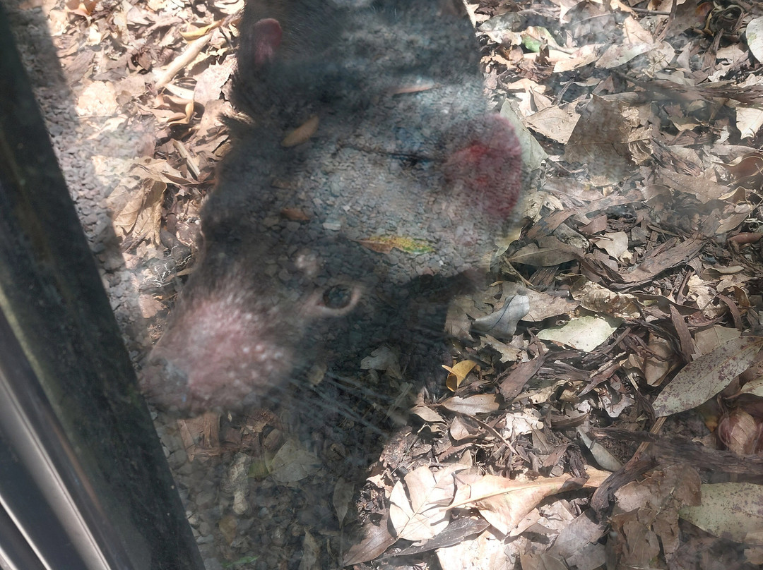 Wildlife HQ Zoo-Woombye必去景点