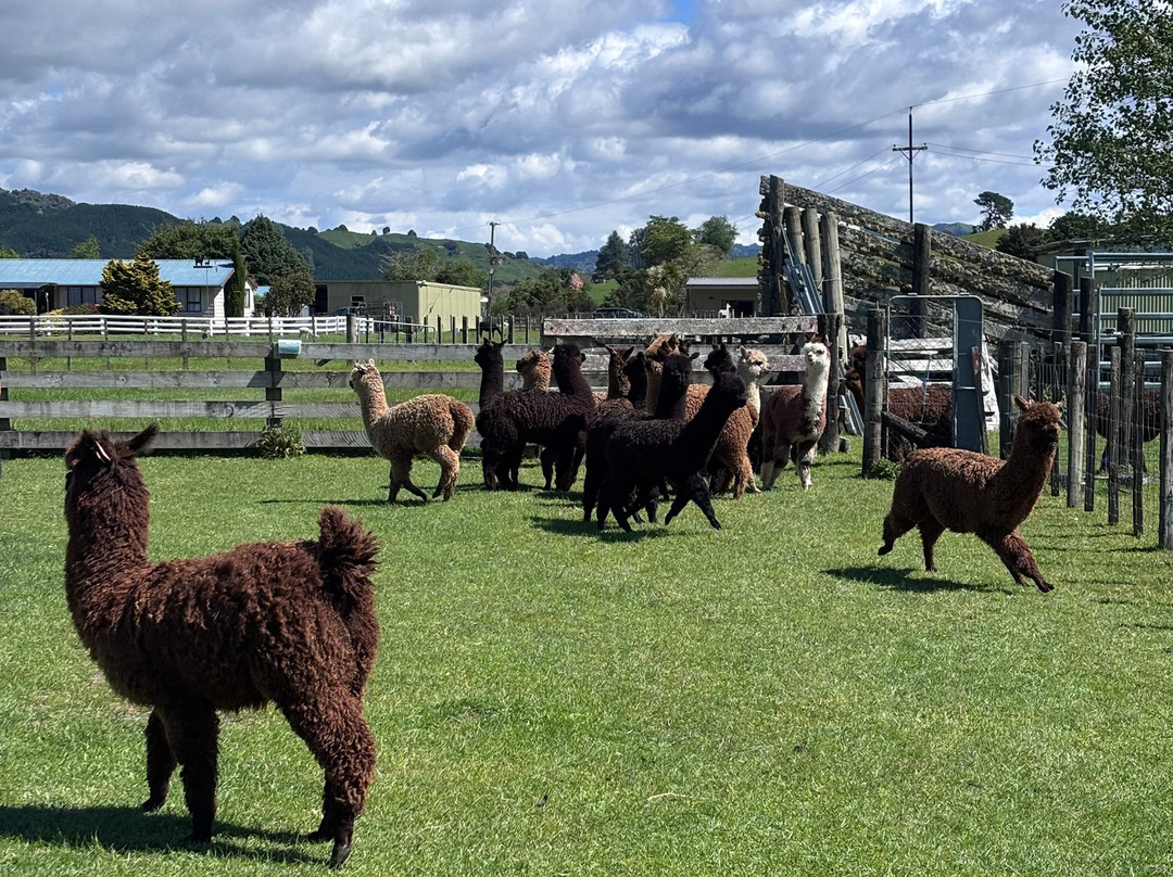 Nevalea Alpacas-Taumarunui必去景点