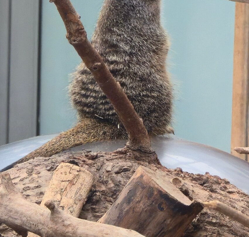 Plantasia Tropical Zoo-斯温西必去景点