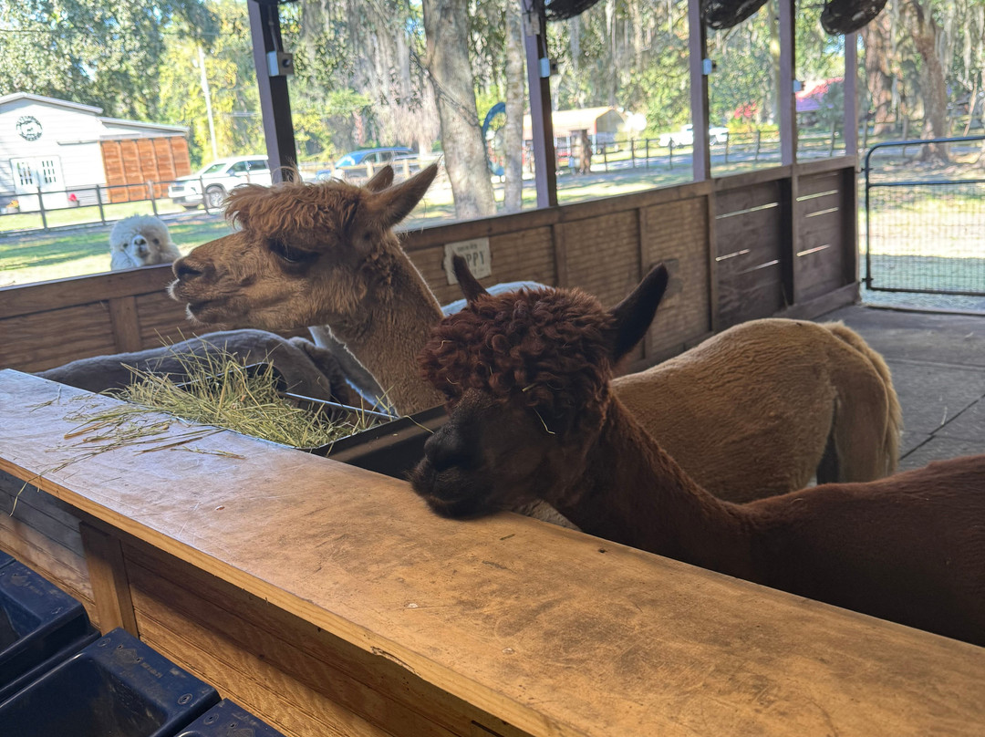 Shady Rest Alpacas-杰克逊维尔必去景点