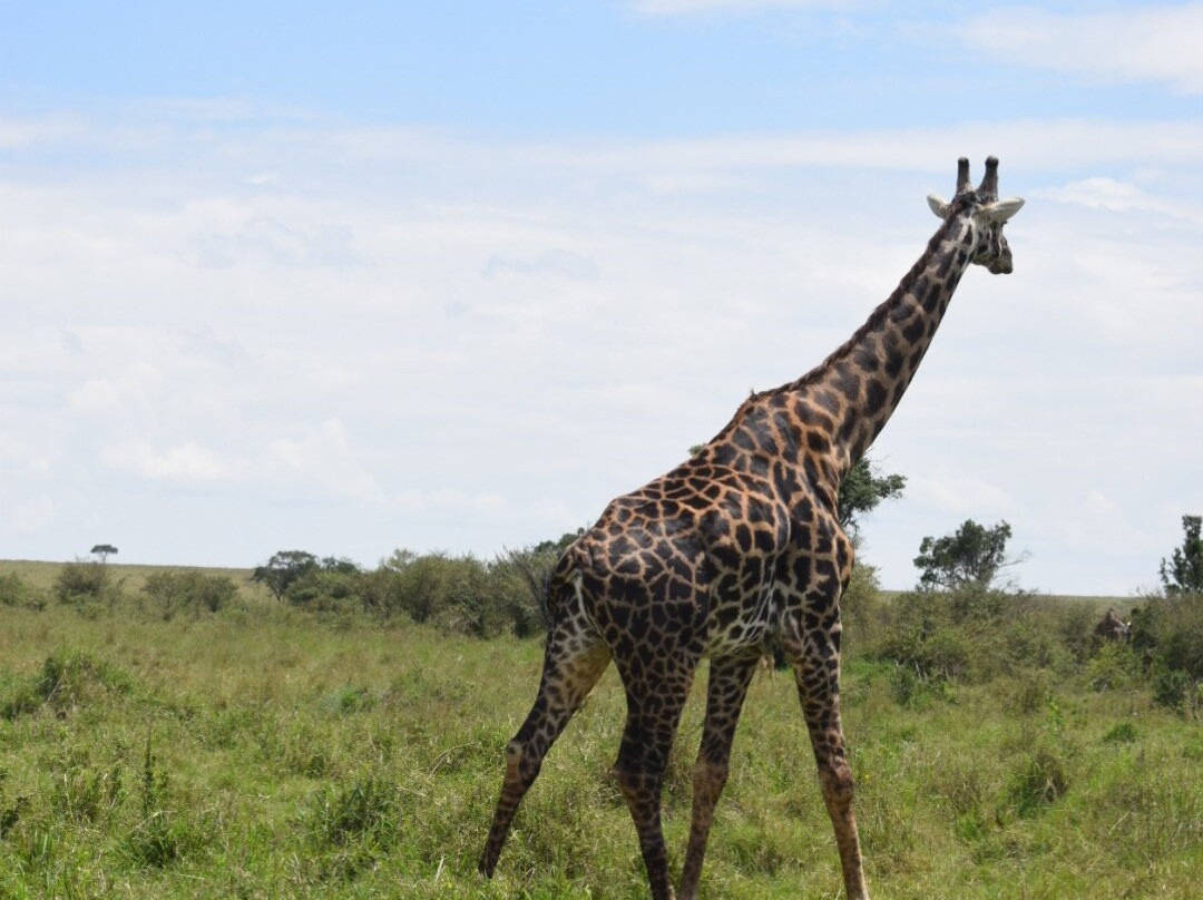 Bamm tours and safaris-内罗毕必去景点