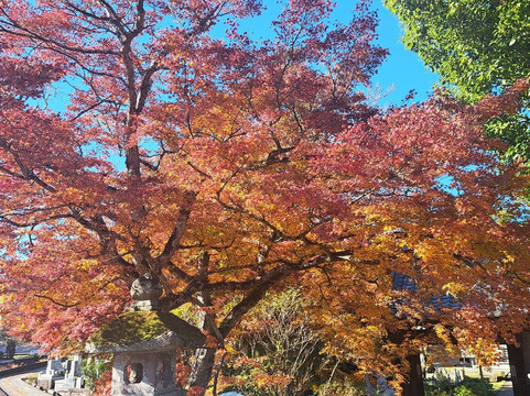 Ebisuya Yufuin-由布市必去景点