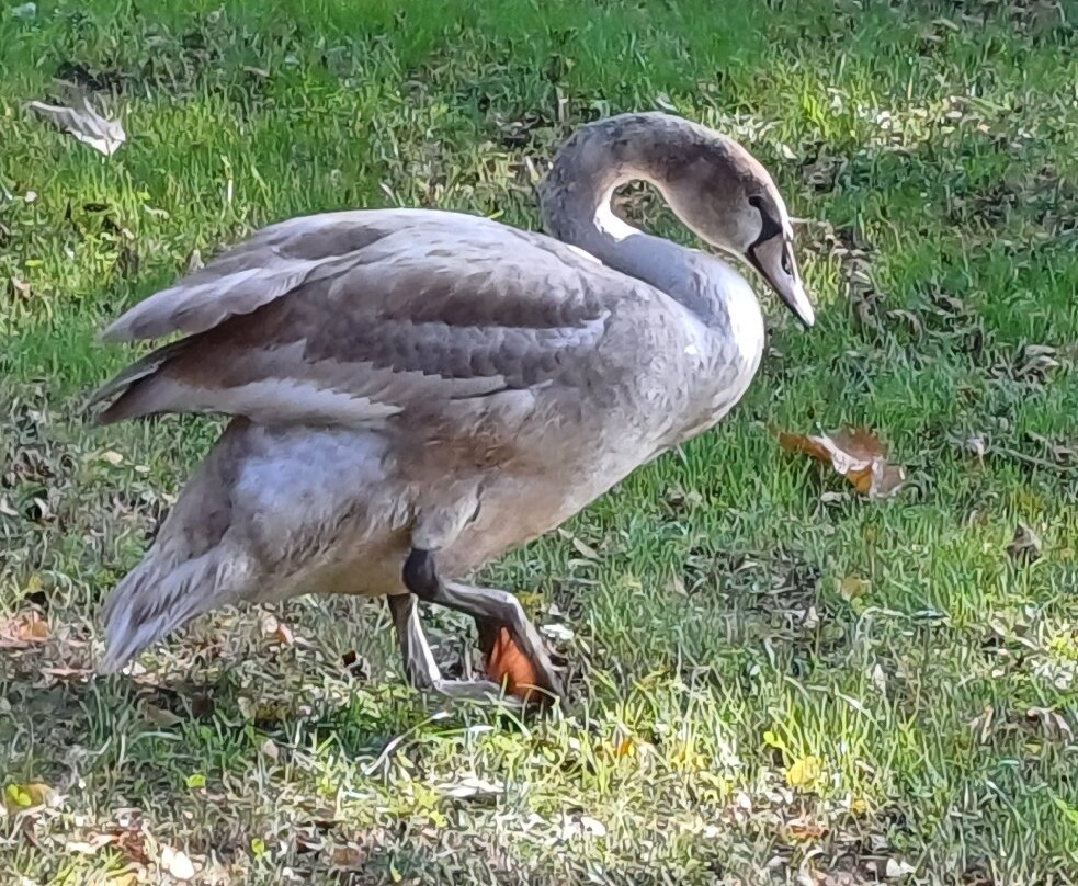 Lago di Pusiano-Bosisio Parini必去景点