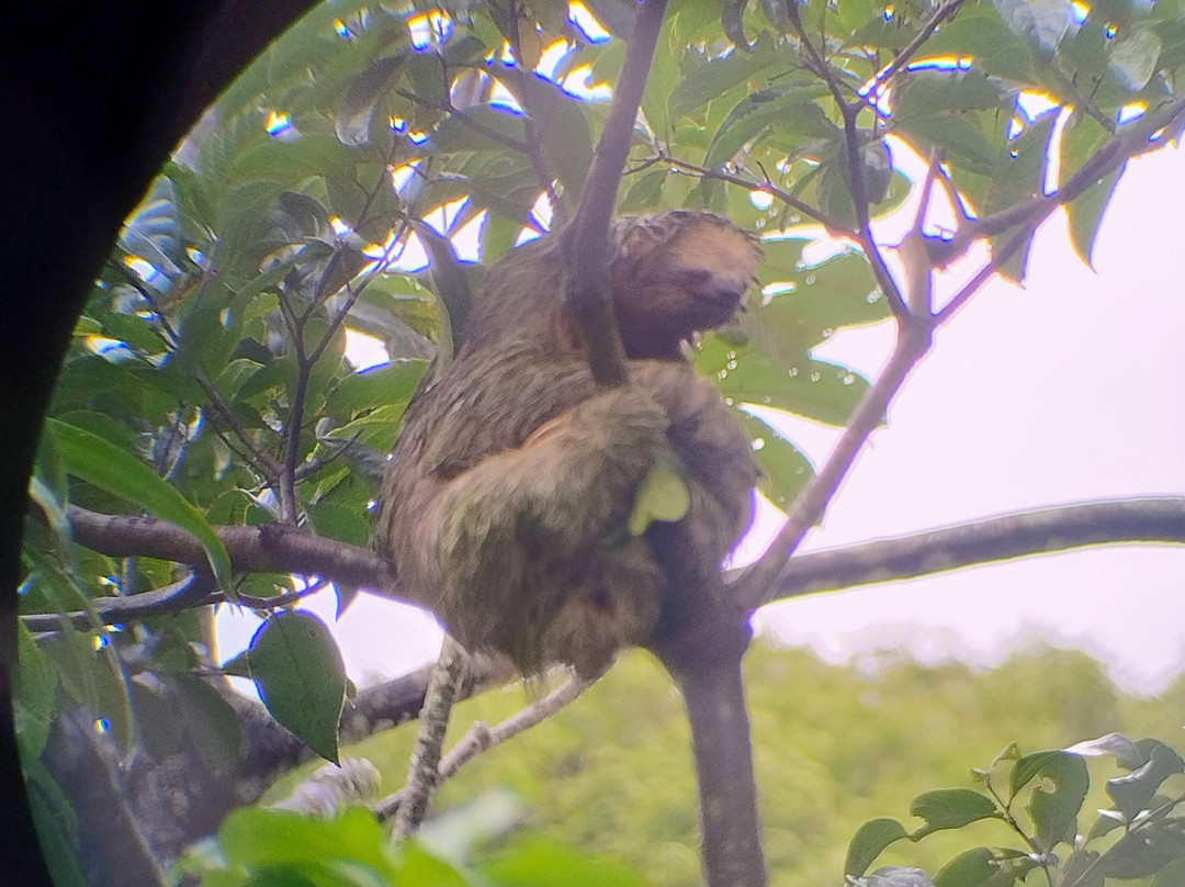 Bijagua Rainforest - Tours-Bijagua de Upala必去景点