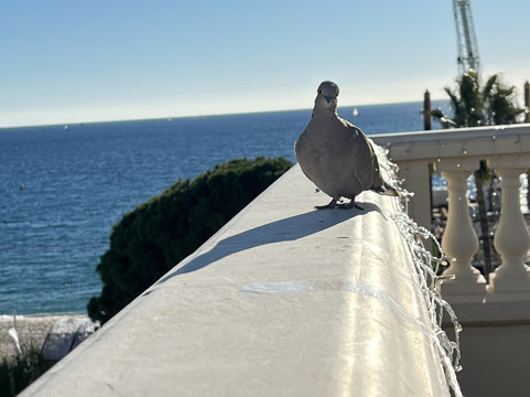 Centre d'art La Malmaison at Cannes-戛纳必去景点