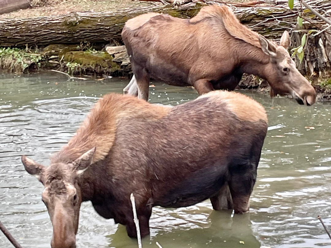 哥伦布动物园-Powell必去景点
