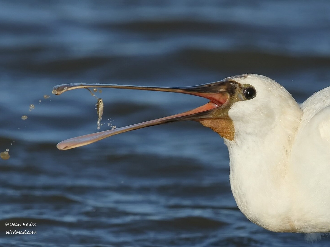 RSPB Frampton Marsh-波士顿必去景点