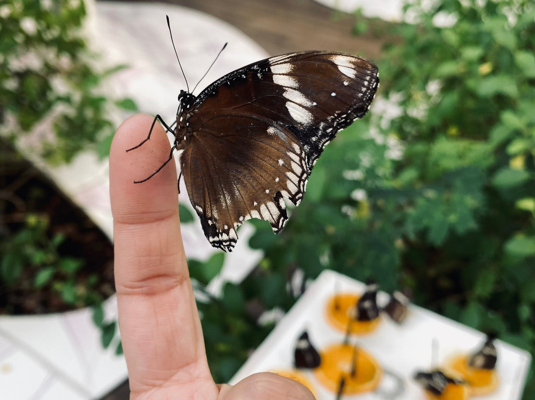 Al Noor Island-沙迦必去景点