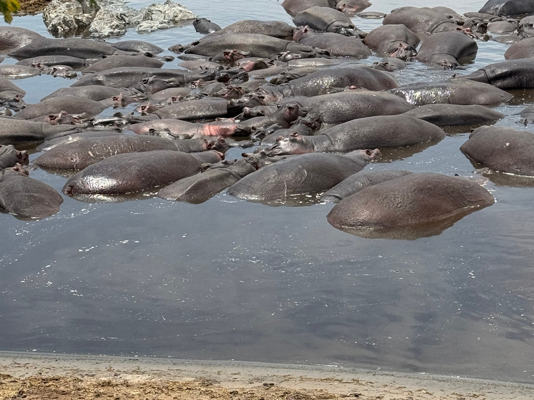 Julius Solomon Safari Guide-Ngorongoro必去景点