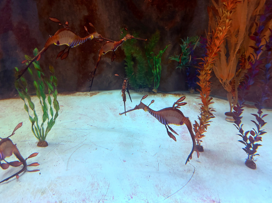 Seahorse World-Beauty Point必去景点