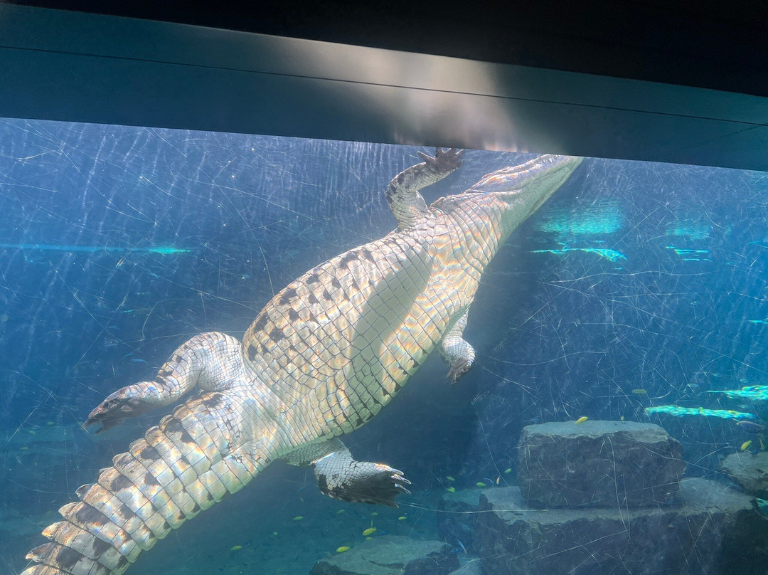 Dubai Crocodile Park-迪拜必去景点