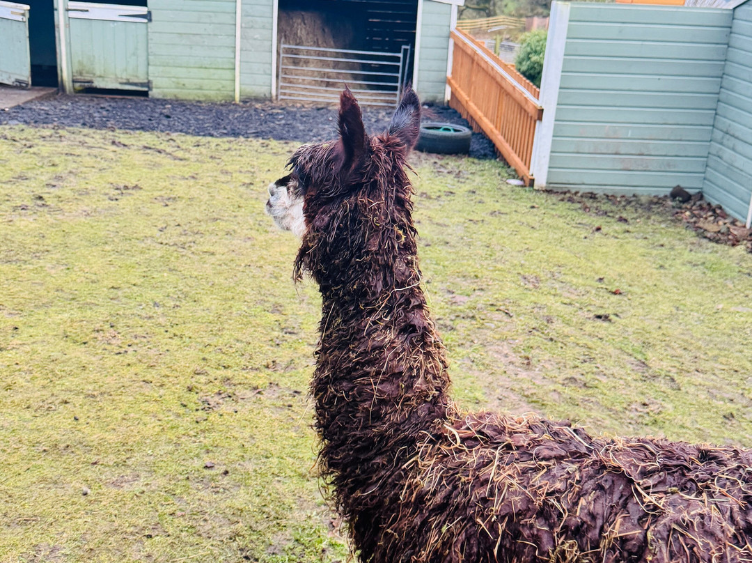 little peru alpaca trekking-Maybole必去景点