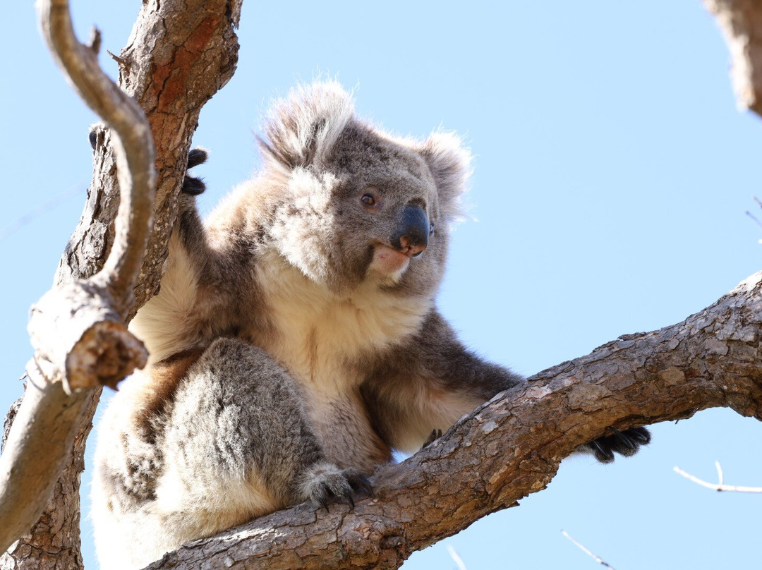 Mikkira Station Koala Sanctuary-Port Lincoln必去景点