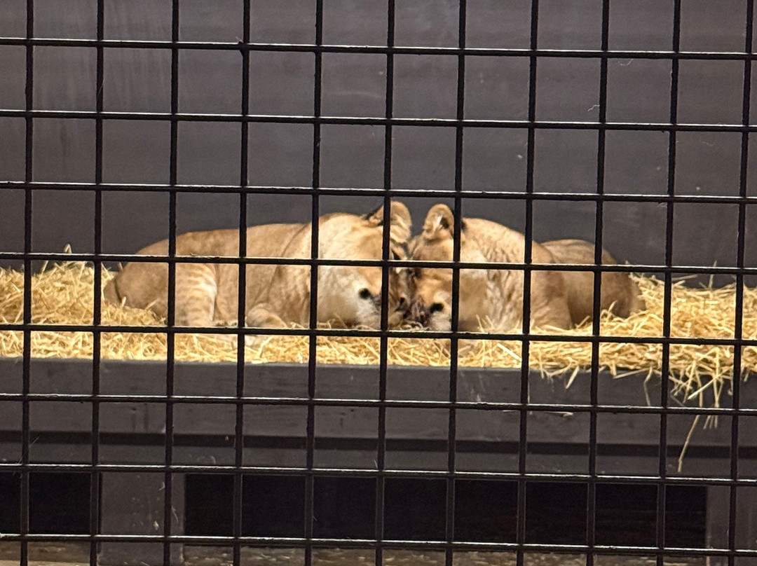 Five Sisters Zoo-West Calder必去景点