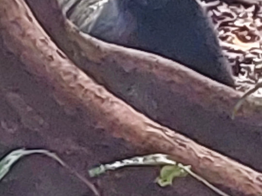 Tangkoko National Reserve-比通必去景点