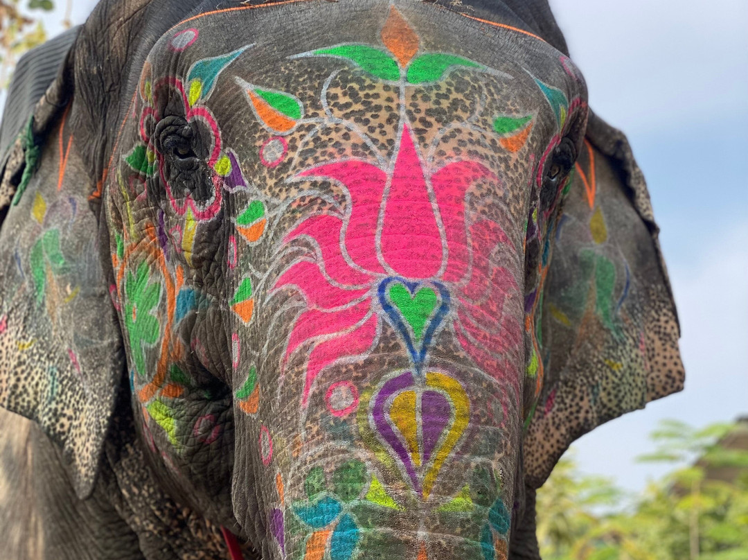 Elephant Joy-Amer必去景点