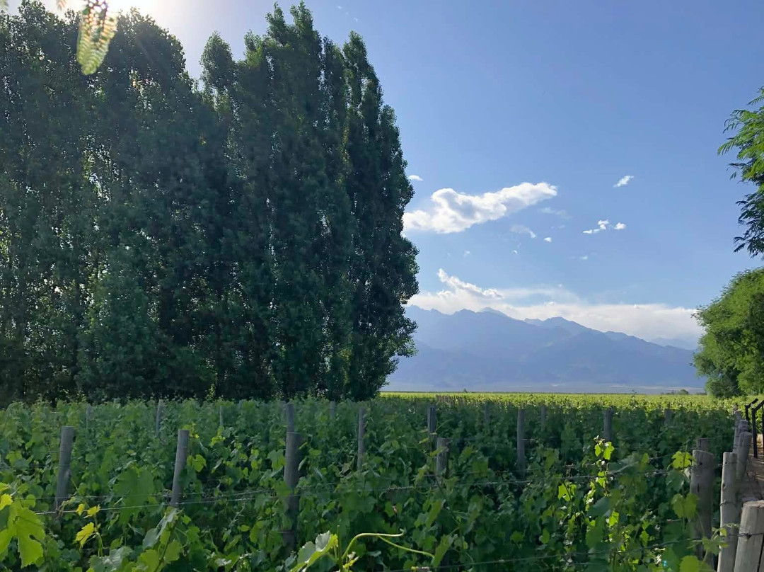 Bodega Zuccardi Valle de Uco-La Consulta必去景点