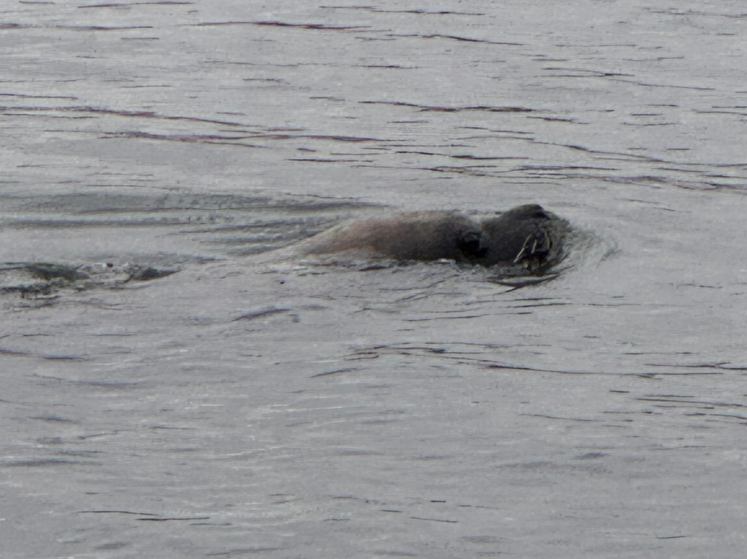 Caleta Chanaral de Aceituno-Chanaral必去景点