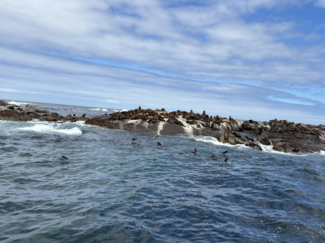 Duiker Island-木湾必去景点