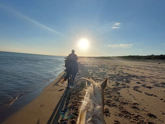 Family Horses 373-5361953-Marina di Ginosa必去景点