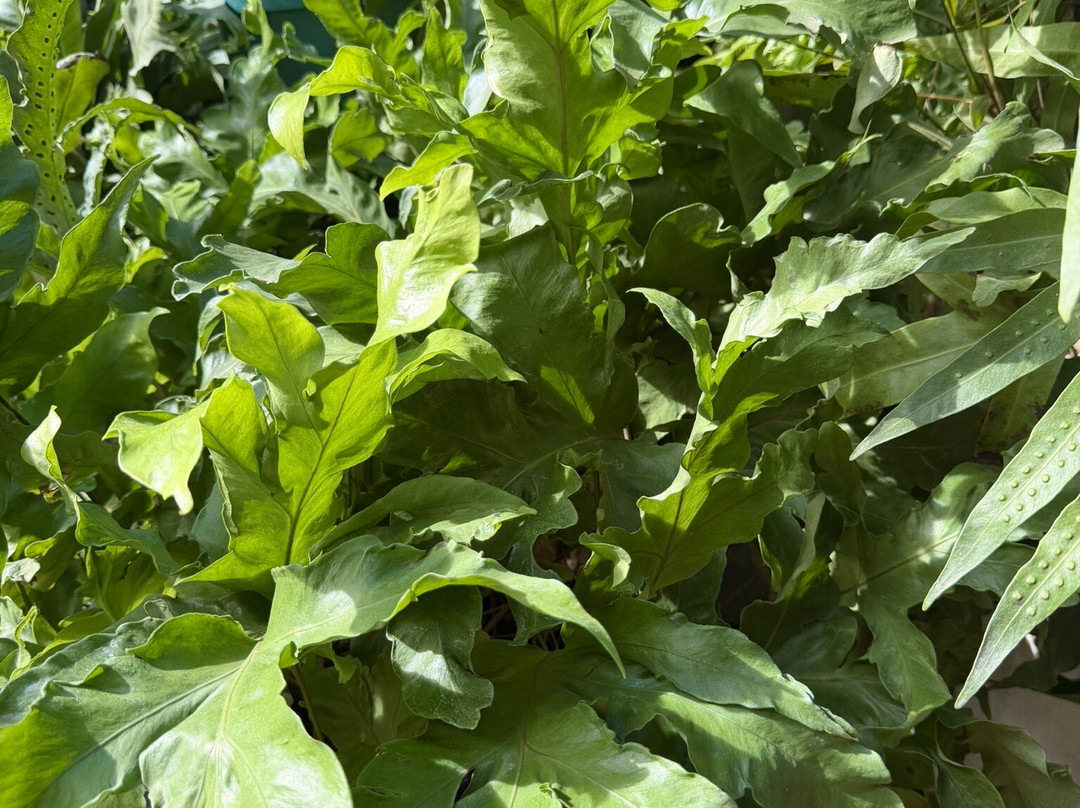 Hidden Garden-维甘必去景点