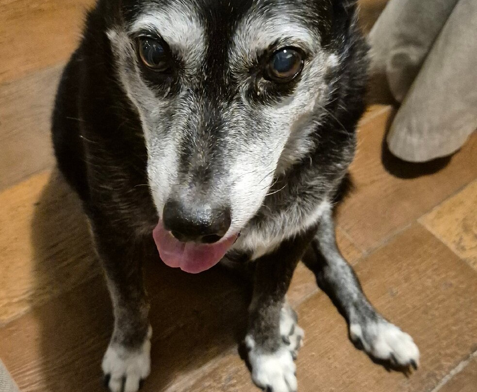 杜丽丝小木屋酒店主图