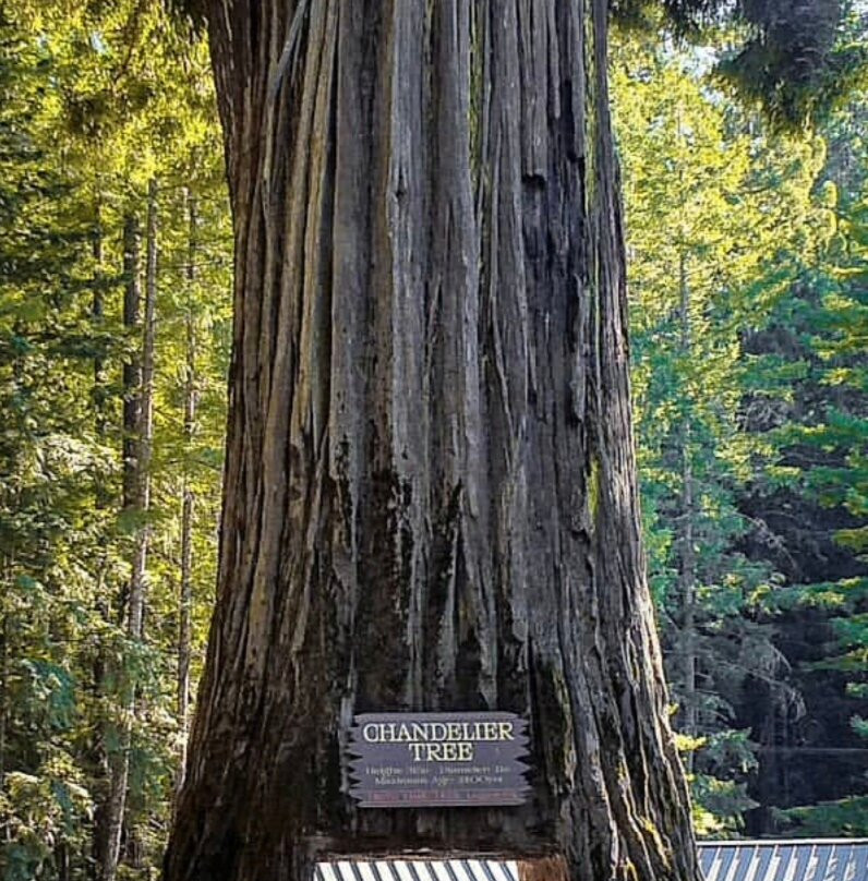Chandelier Drive-Through Tree-莱吉特必去景点