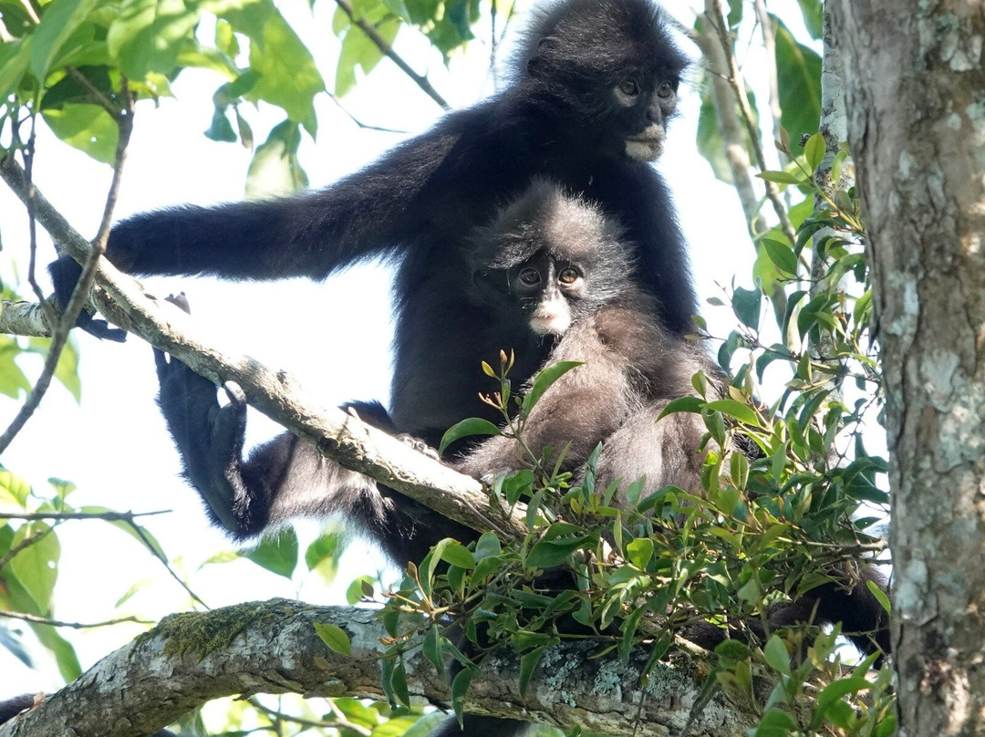 Kaeng Krachan National Park-碧差汶必去景点