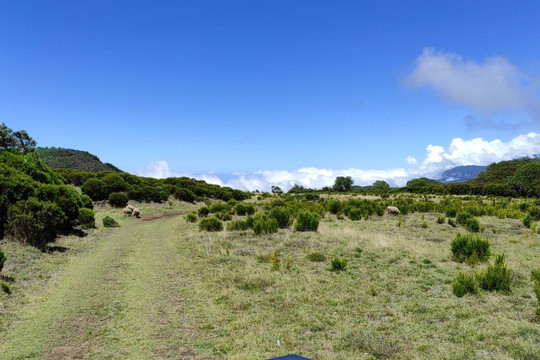 Bugg's Buggy 974-La Plaine des Cafres必去景点