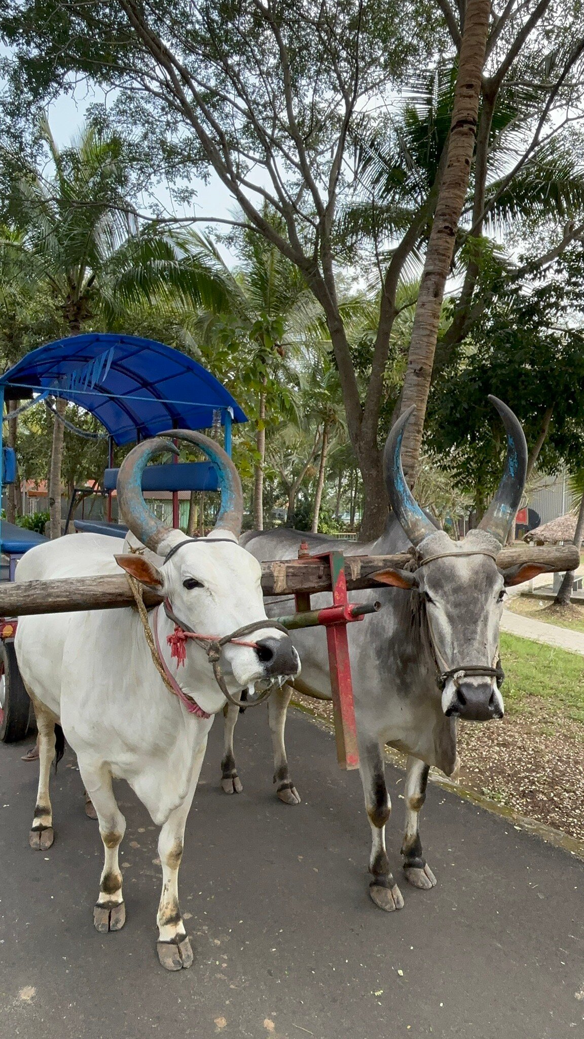 伊谢尔村度假村-官方