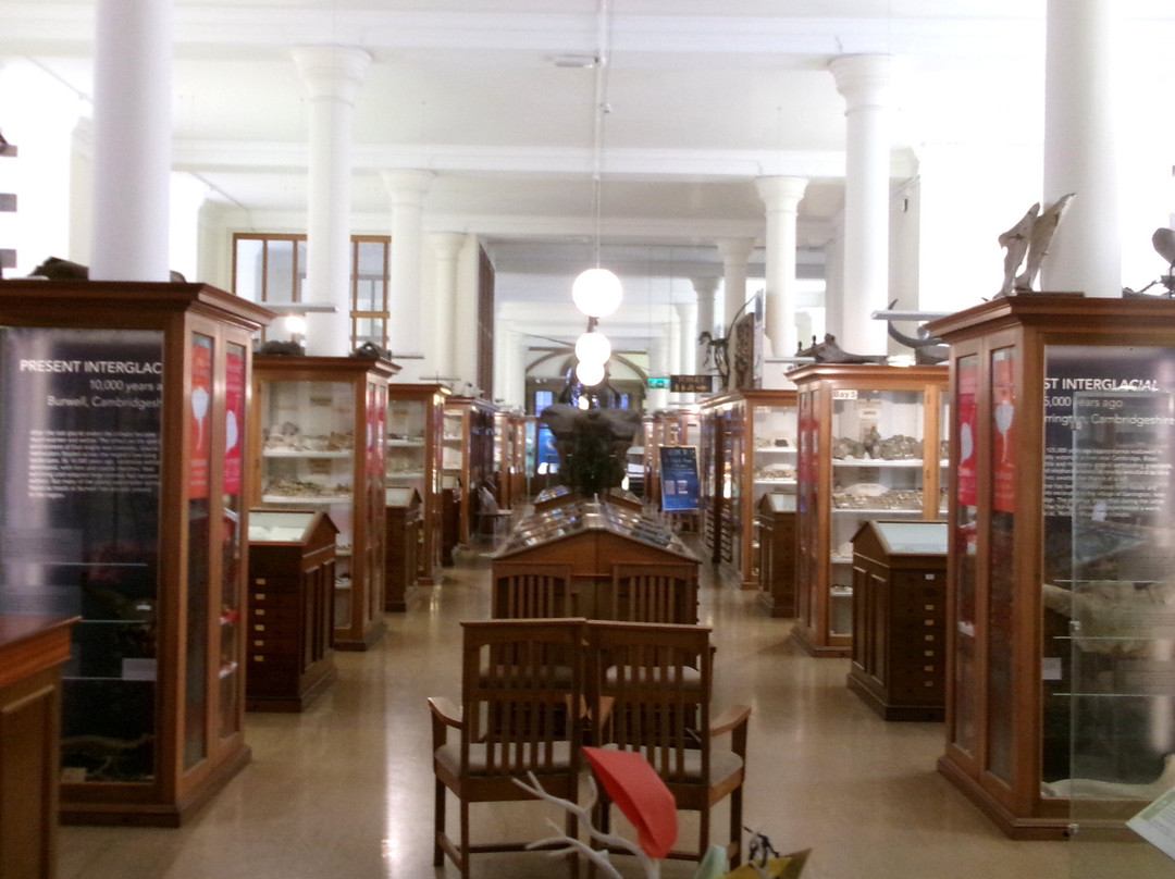 Sedgwick Museum of Earth Sciences-剑桥必去景点