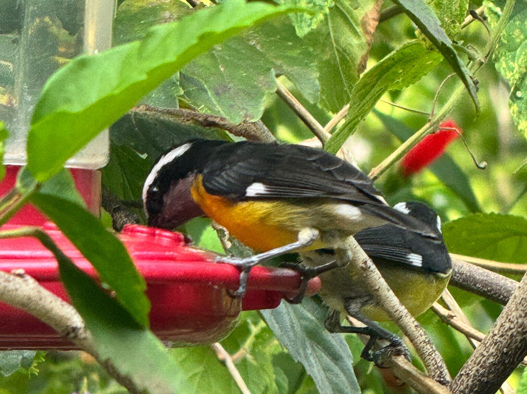 Yerette-Maracas Bay必去景点