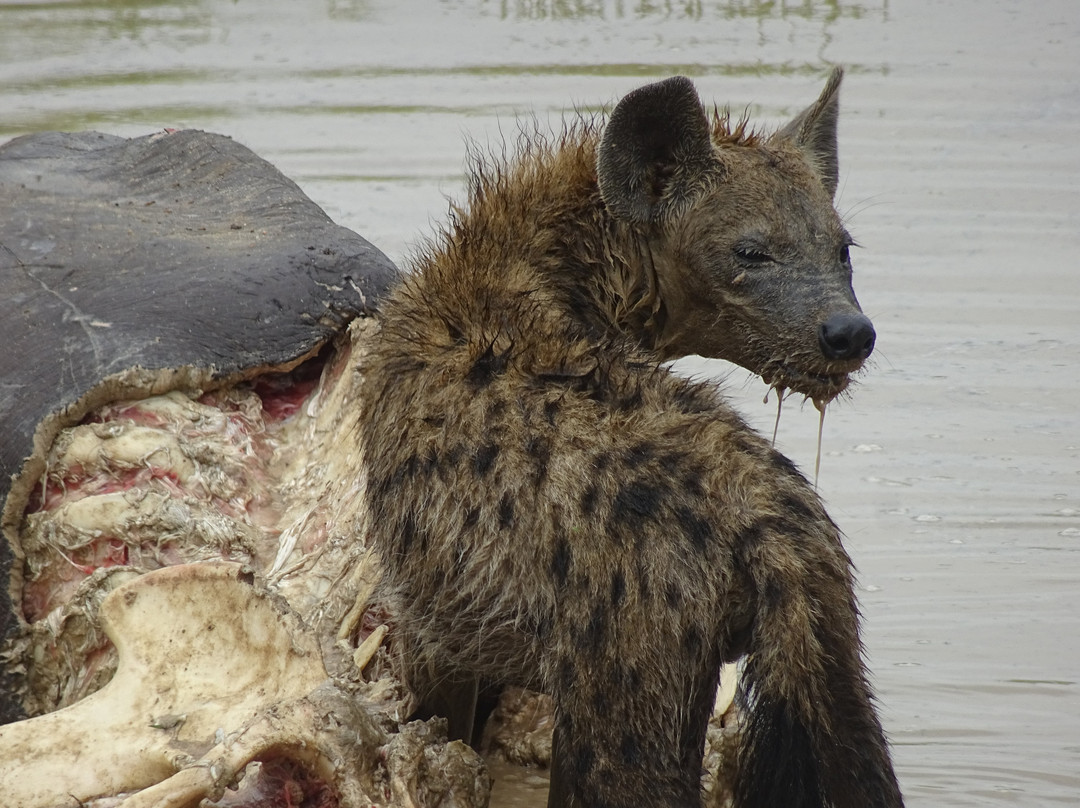 Kihindo  Tours and Safaris Limited-Dar es Salaam必去景点