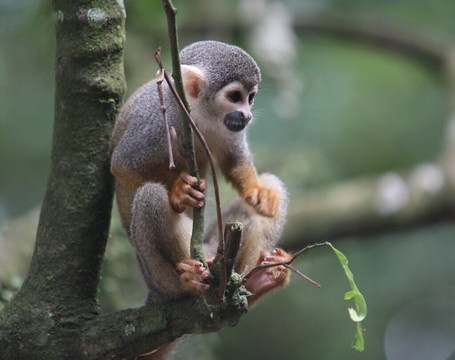 ChapoleraTours-佩雷拉必去景点