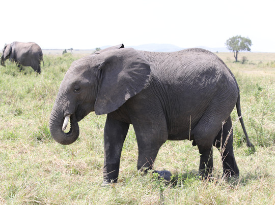 Tazama Africa Holidays-内罗毕必去景点