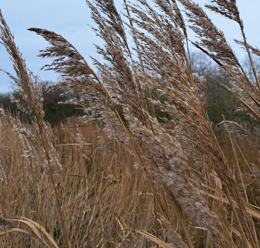Carlton Marshes Nature Reserve-Carlton Colville必去景点