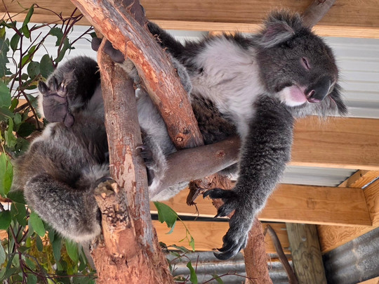 Kangaroo Island Wildlife Park-塞登必去景点