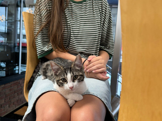 Neko Ngeru Cat Cafe-下赫特必去景点