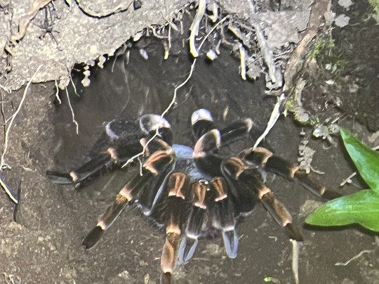 Finca Lantana Monteverde-彭塔雷纳斯必去景点