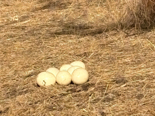 Reserve De Bandia-Saly必去景点