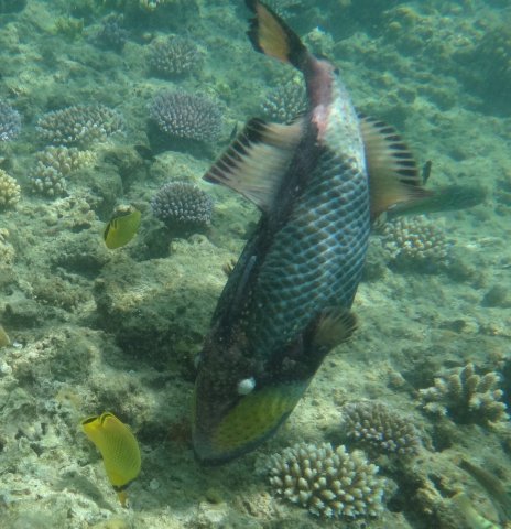 椰树海滩度假村-泳池