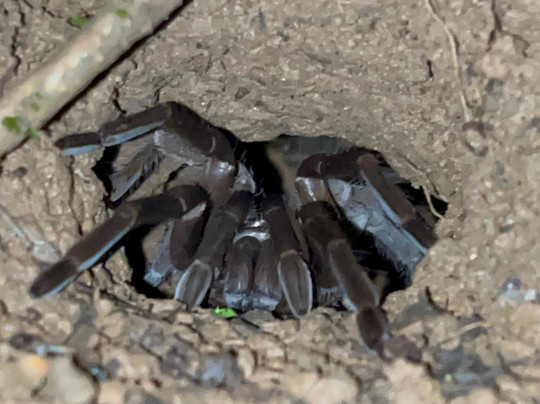 Abel Bustamante - Tour Guide-Manzanillo必去景点