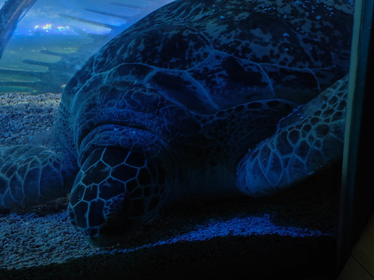 SEA LIFE Hunstanton-Hunstanton必去景点