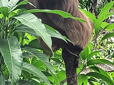 Costa Rica Animal Rescue Center-Turrucares必去景点