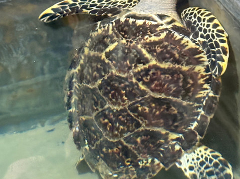 Sea Turtle Conservation Project (Koggala)-克拉必去景点