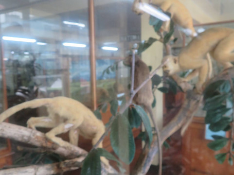 Guyana National Museum-乔治城必去景点