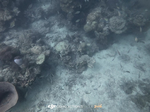 Leisure Dive Center-大皮皮岛必去景点